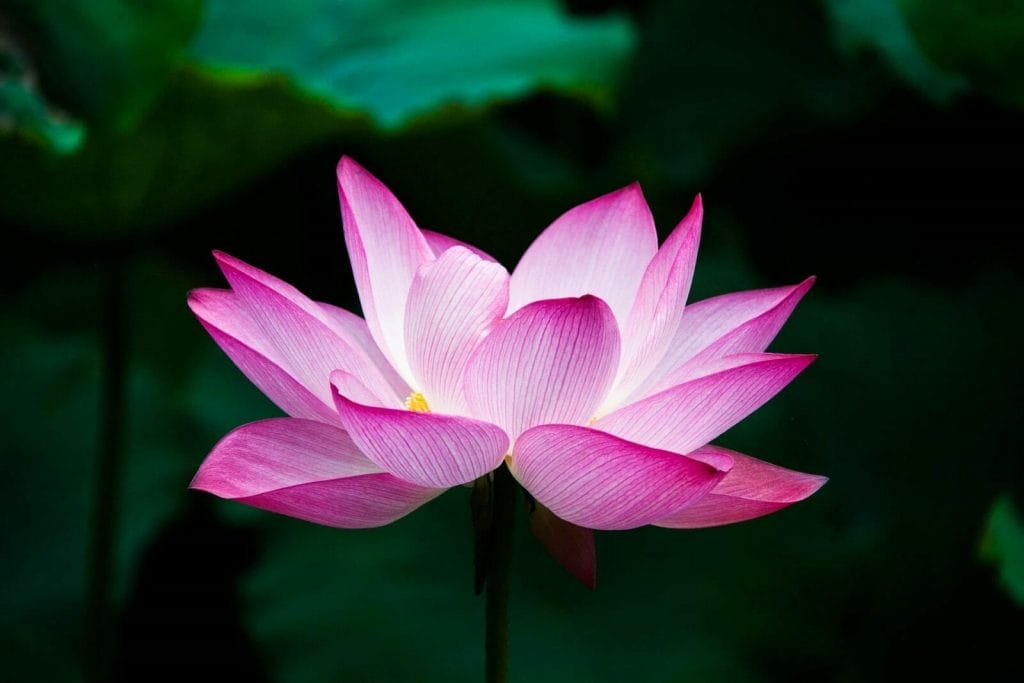 Le lotus. La position du lotus respiration méditation 