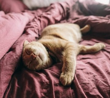 Procrastination, remettre systématiquement au lendemain des actions, Vaincre la procrastination, conseils pour éviter la procrastination, arrêter la procrastination, astuces, conseils, Arrêter de procrastiner, procrastiner au travail, comment sortir de la procrastination, en finir avec la procrastination