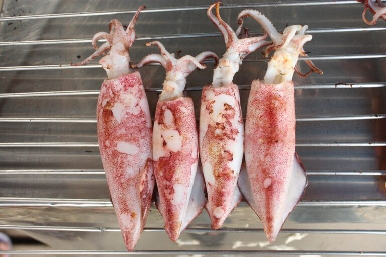 ink, squid, seafood-2738296.jpg
