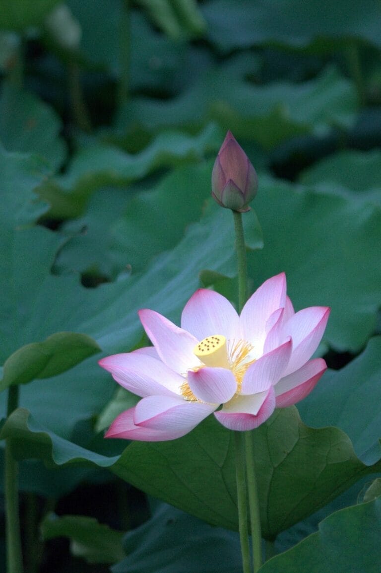 lotus, beautiful flowers, plant-3215870.jpg