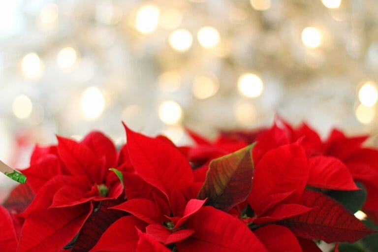 poinsettia, christmas, christmas background-3024434.jpg